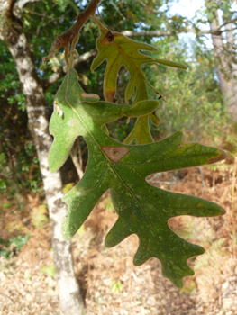 Grandes (allant jusqu'à 20 cm) feuilles alternes très découpées, pétiolées et très pubescentes sur les 2 côtés; elles sont marcessentes. Agrandir dans une nouvelle fenêtre ou onglet)